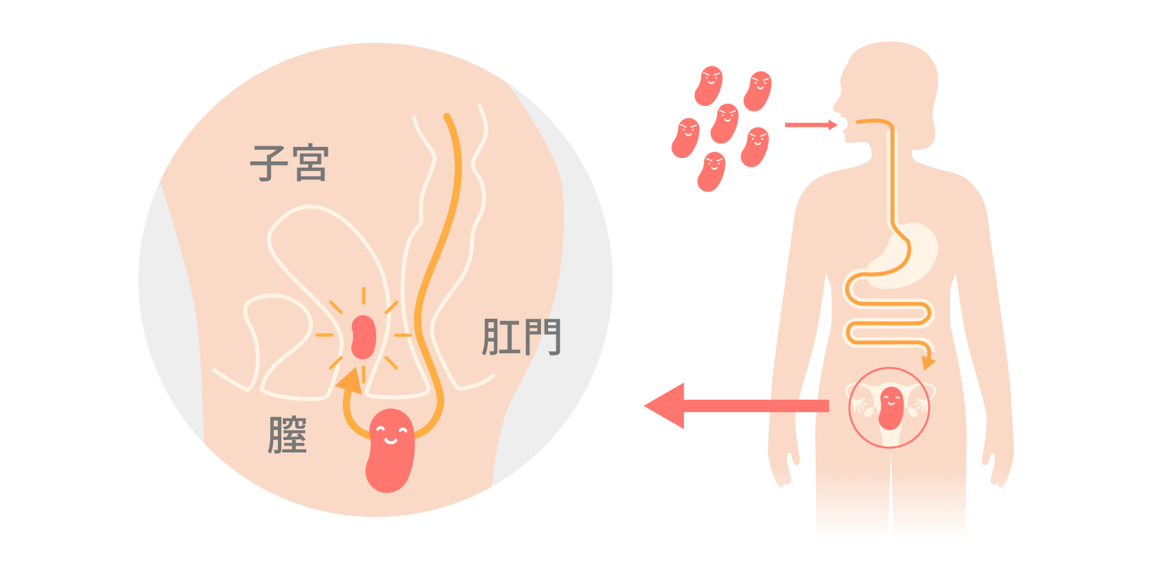 乳酸菌が口から膣まで届くしくみの図